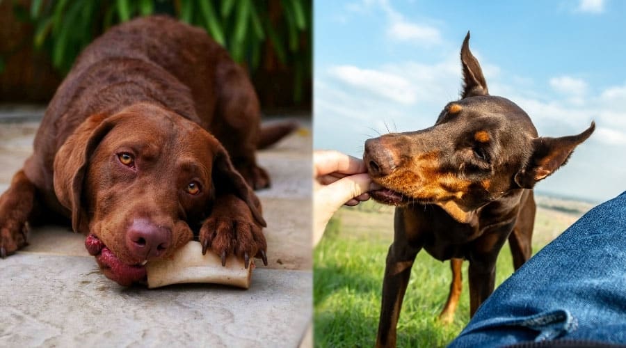Brown Dogs Snacking