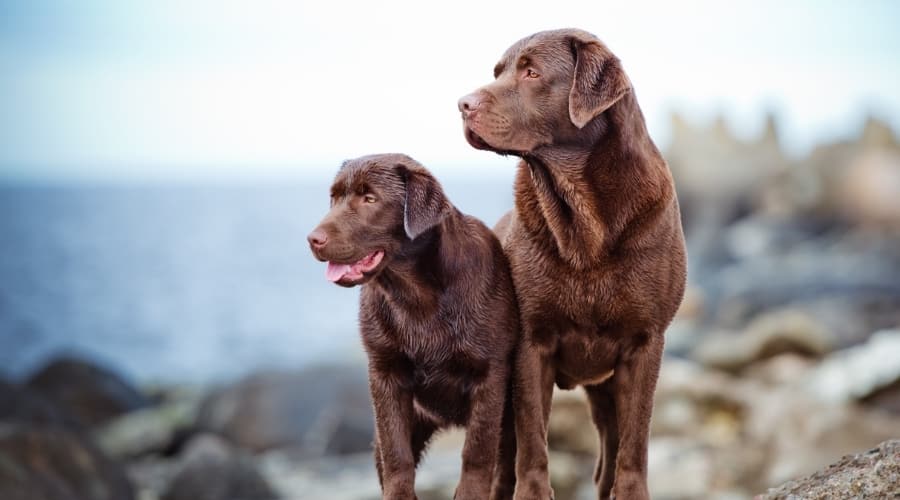 Brown Dogs by the Water