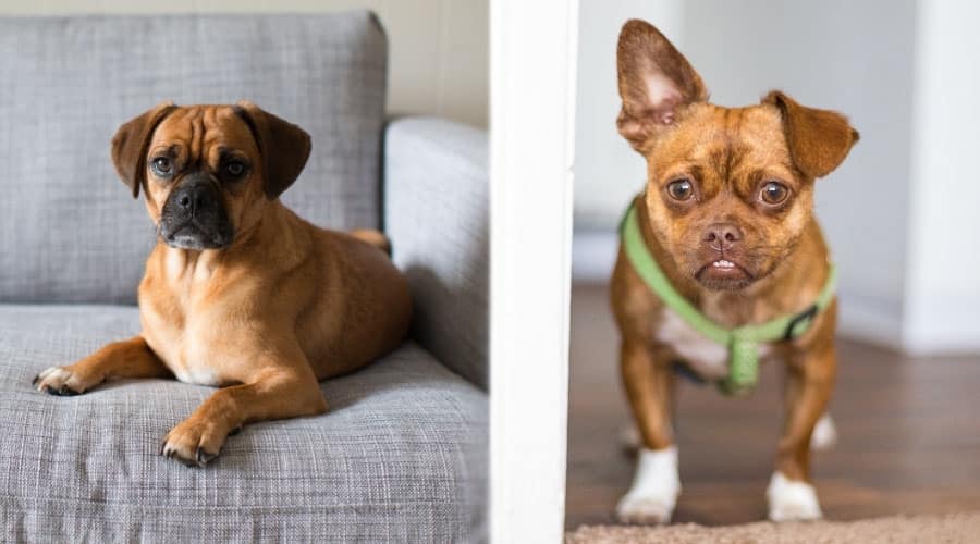 Brown Dogs in Their Homes