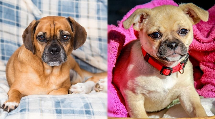 Brown Dogs on Blankets