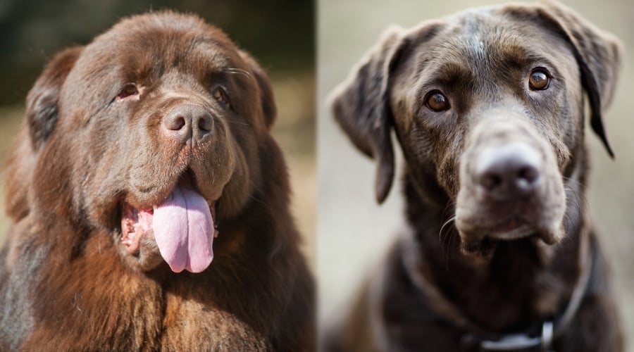 Brown Dogs