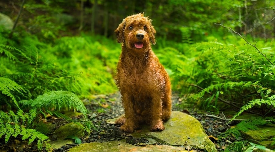 Brown Fluffy Dog in the Woods