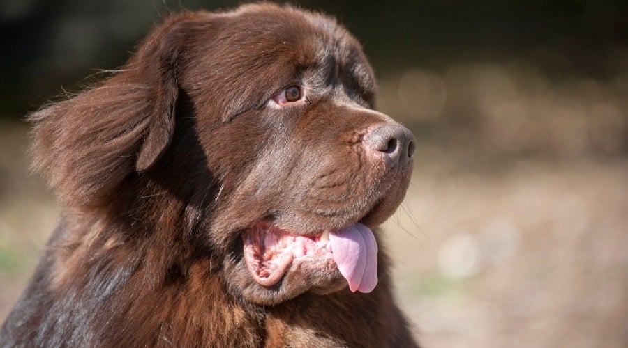 Brown Newfoundland Dog