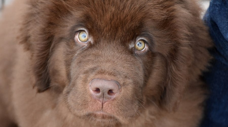 Brown Newfoundland Looking at Camera