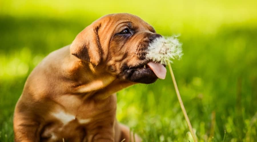 Brown Puppy Licking White Flower
