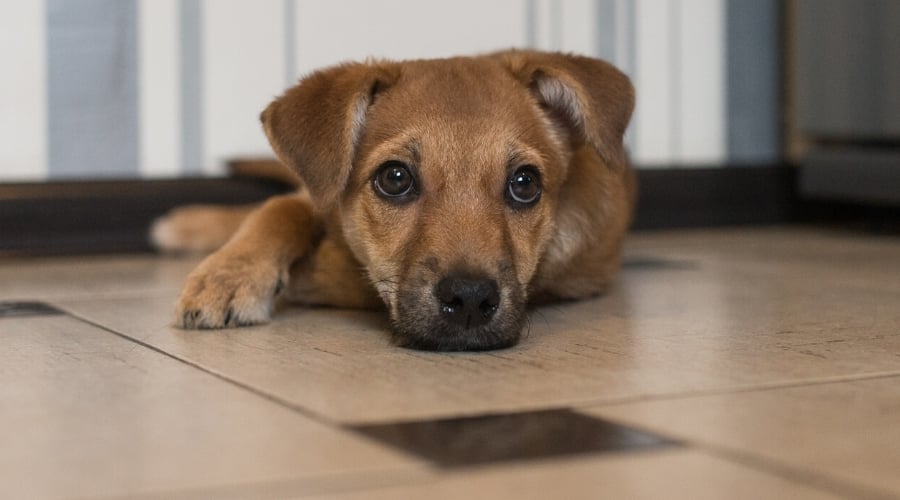 Brown Puppy Lying on Kitchen Floor