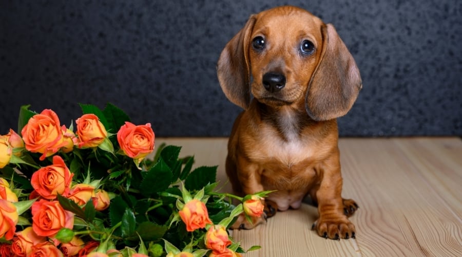 Brown Puppy With Bunch of Orange Flowers