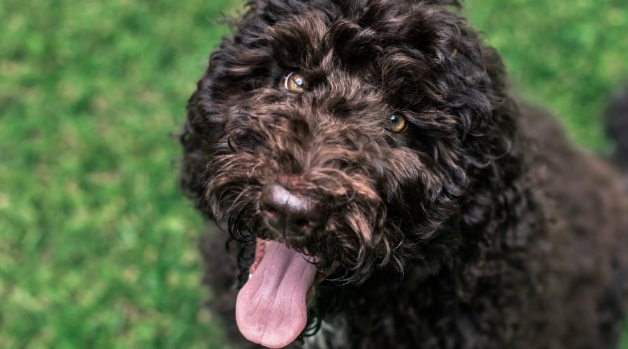 Brown Shepadoodle Dog