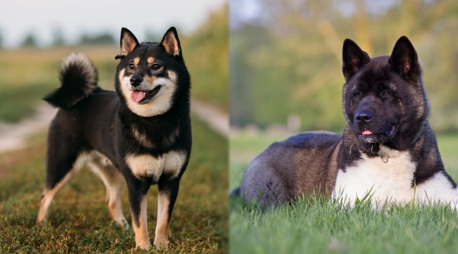 Brown Shiba and Brown Akita