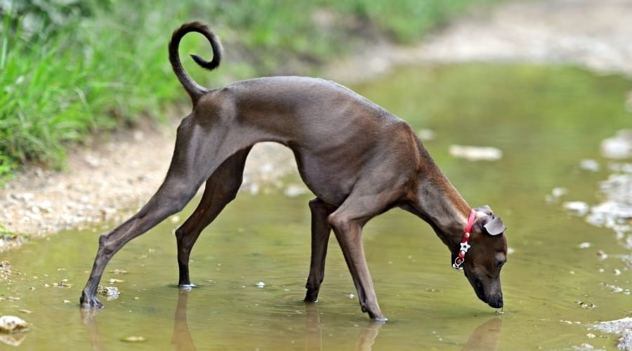 Brown Skinny Dog in Creek