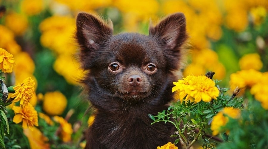 Brown Small Chihuahua in Meadow