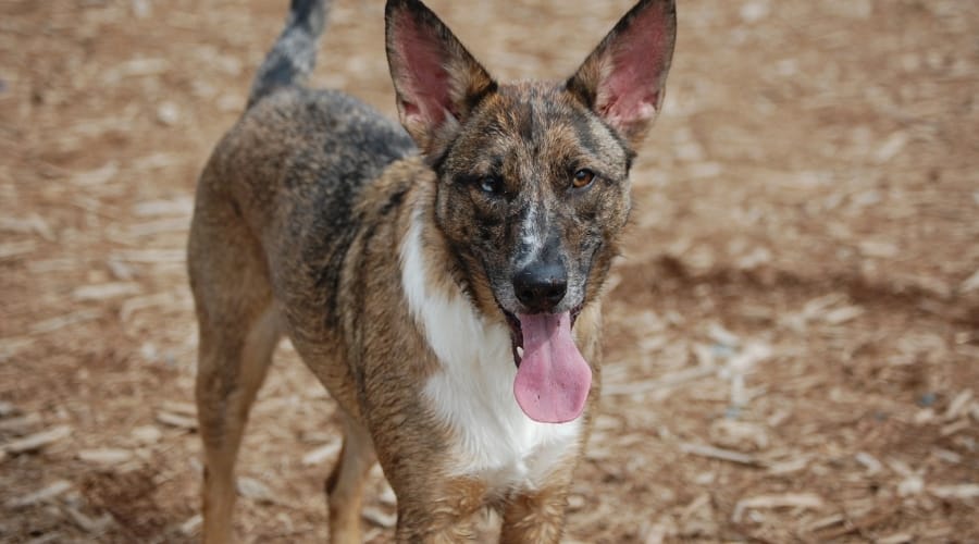 Brown Spotted Dog with Pointy Ears