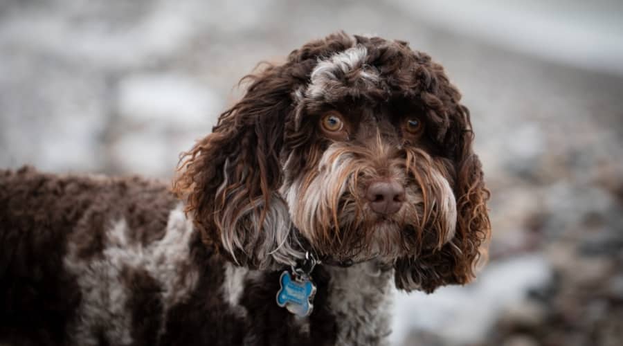 Brown Spotted Dog