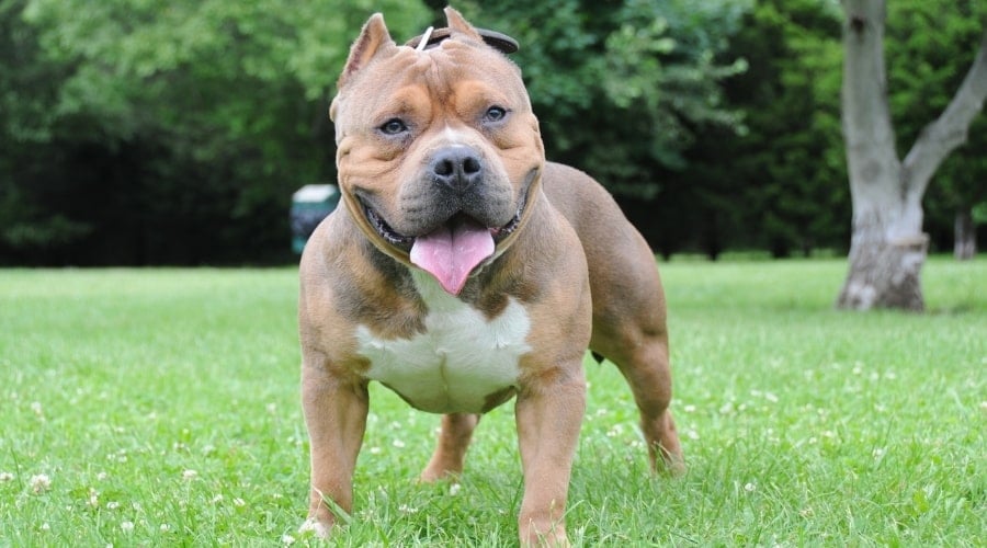Brown Stalky Dog Standing in Grass