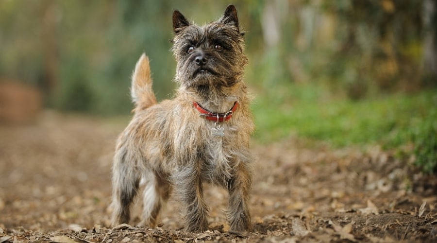 Brown Terrier Standing in Forest