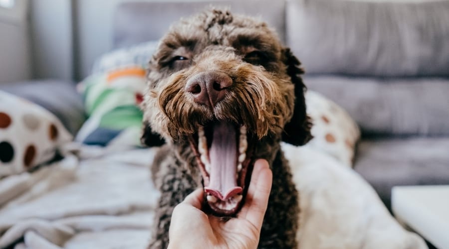 Brown Water Dog Yawning