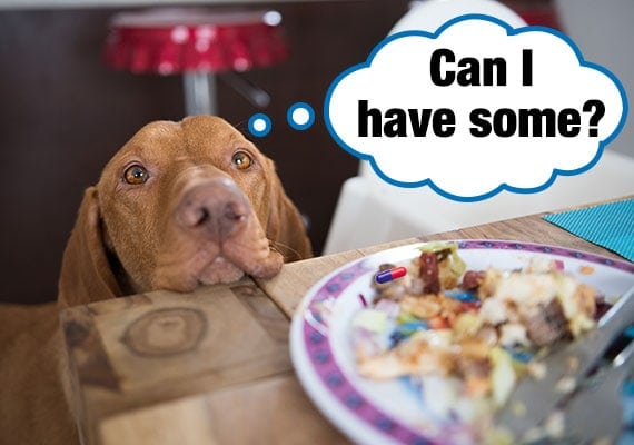 Brown Weimaraner begging at table for food that has medication pill hidden inside.