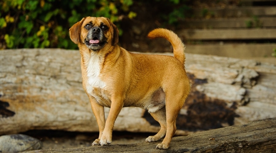 Brown White and Black Dog Standing on a Log