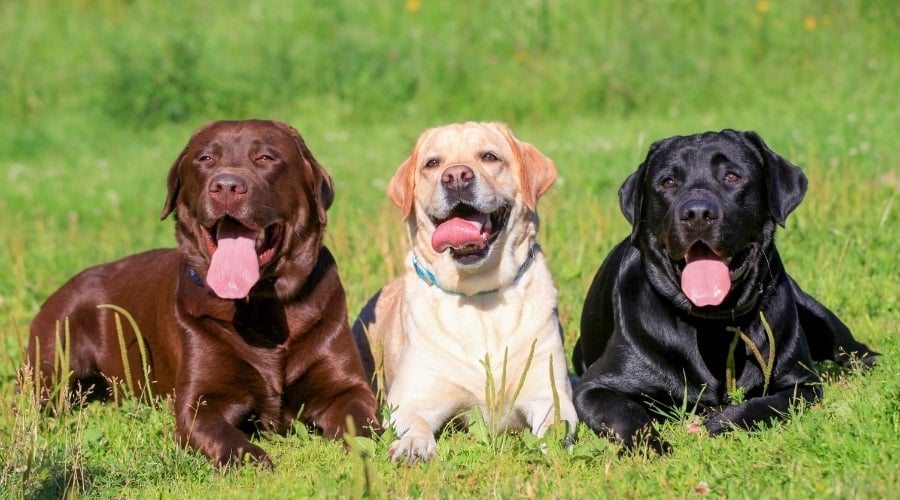 Brown, Yellow, and Black Dogs Sitting in Grass