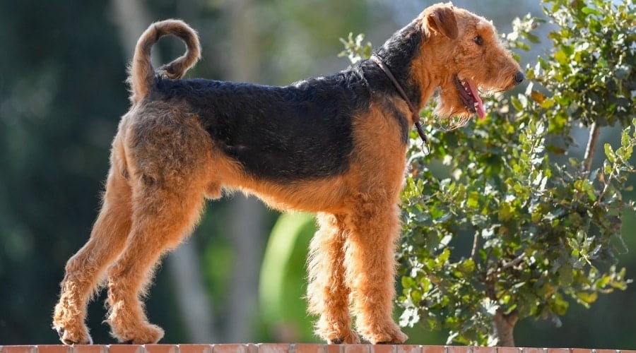 Airedale Terrier dog standing.