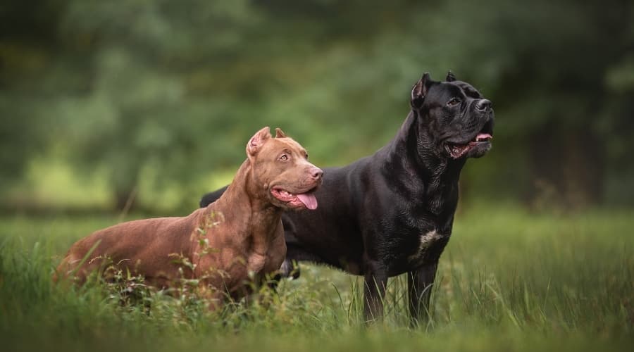 Brown and Black Dog in Lush Grass