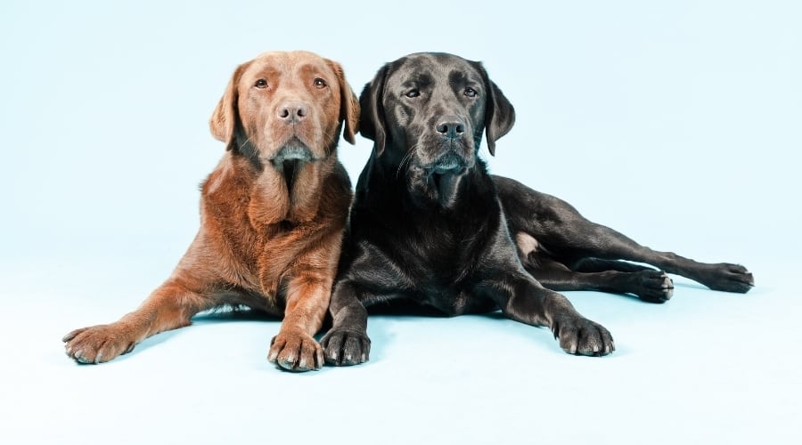Brown and Black Dogs Sitting Next to Each Other