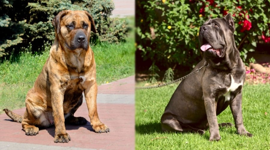 Brown and Black Dogs Sitting Outdoors