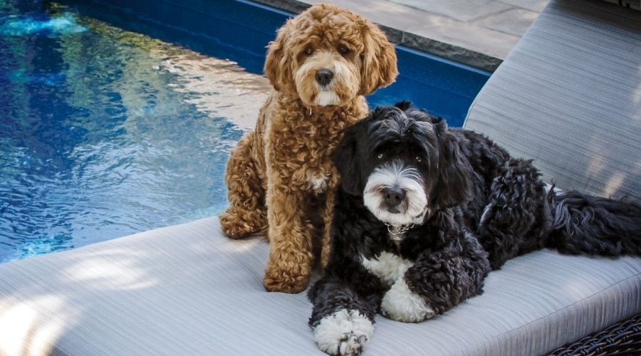 Brown and Black Poodle Mixes Lounging by a Pool