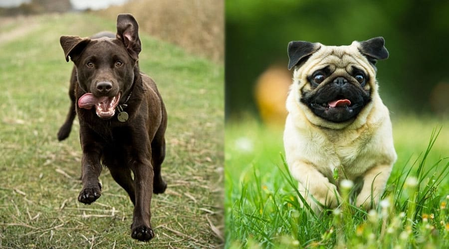 Brown and Fawn Dogs Being Active