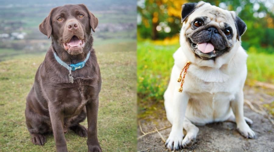 Brown and Fawn Dogs Sitting and Looking Happy