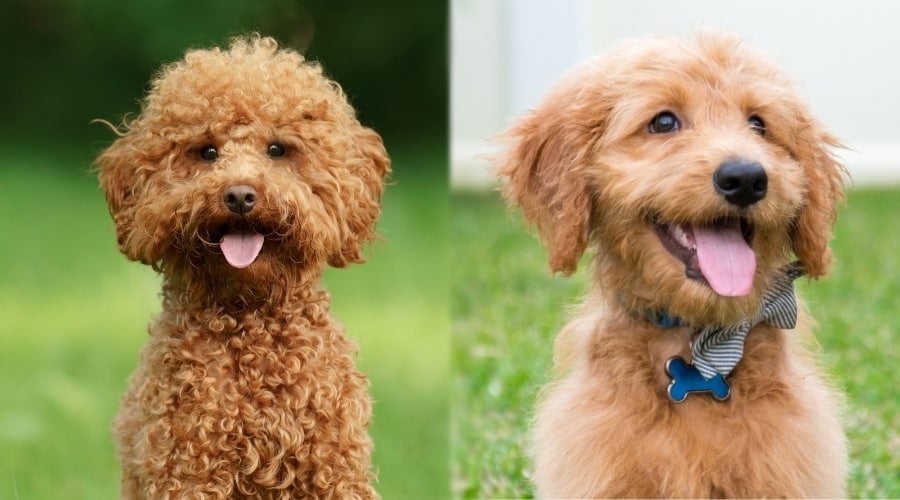 Brown and Golden Colored Dogs Outside