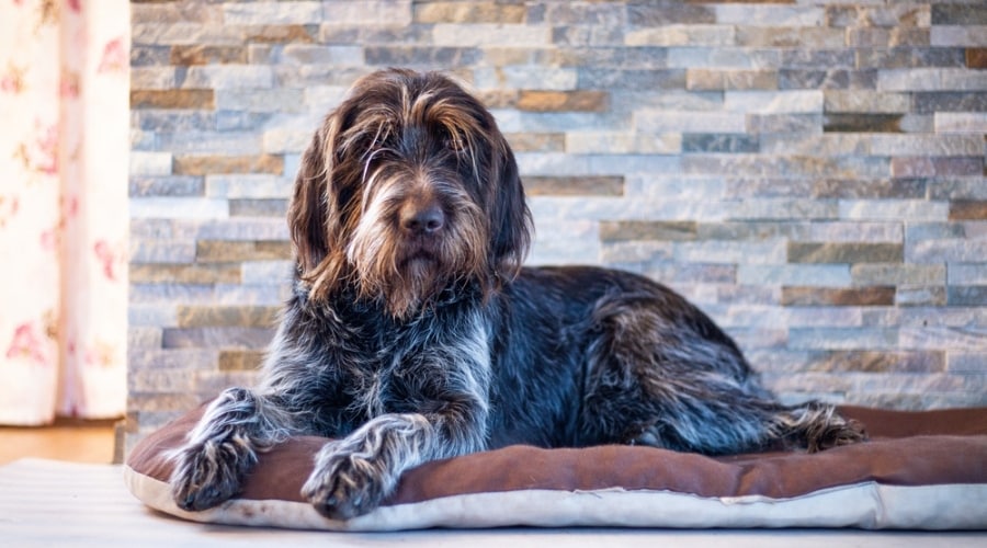 Brown and Gray Dog Lying on a Dog Bed