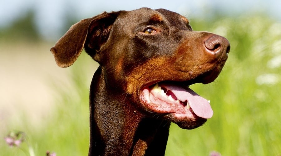 Brown and Red Colored Dog