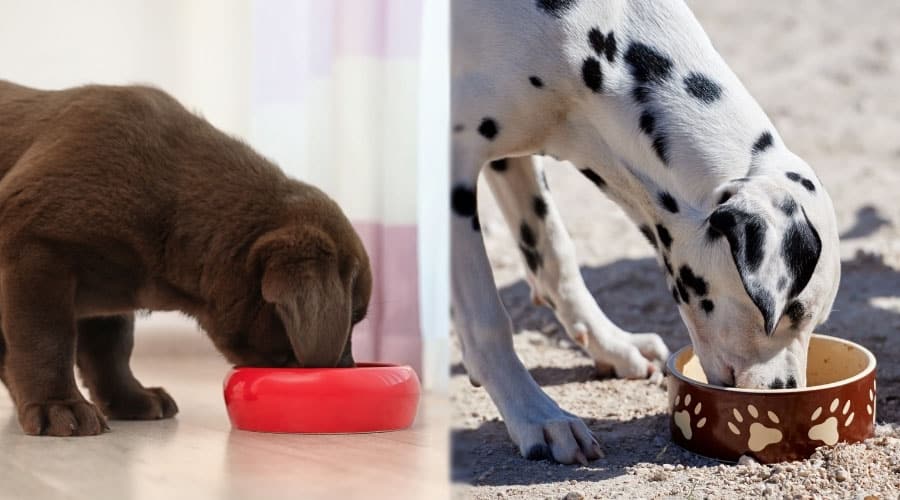 Brown and Spotted Dogs Eating From Dog Bowls