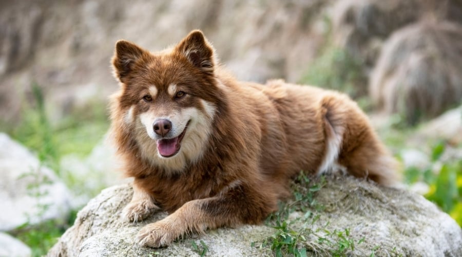 Brown and Tan Dog Resting on a Rock