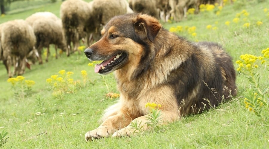 Brown and Tan Fluffy Dog Laying in Grass With Sheep