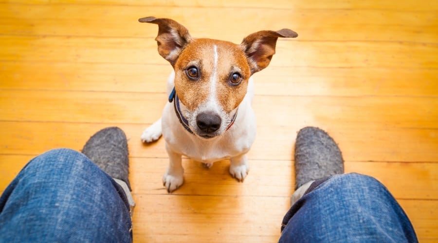 Brown and White Dog Begging