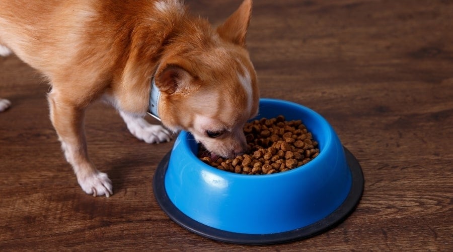 Brown and White Dog Eating