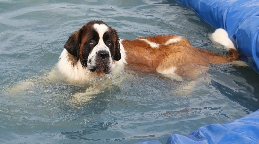 Brown and White Dog Getting a Bath