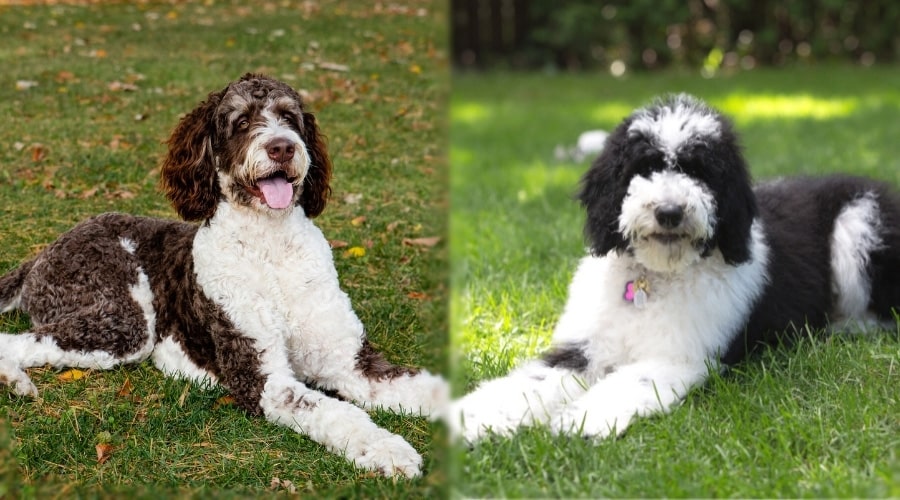 Two Shaggy Dogs Laying in Grass