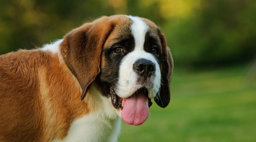 Brown and White Dog Looking at Camera With Tongue Out