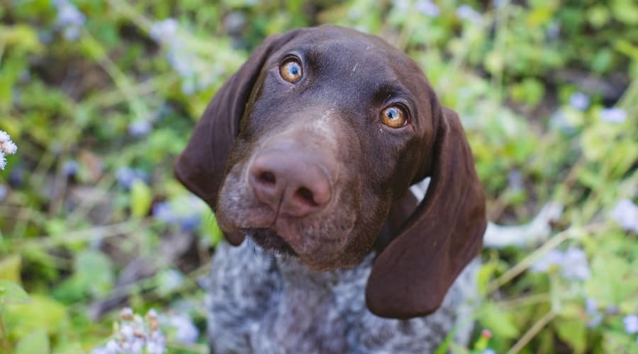 Brown and White Dog Looking at Camera