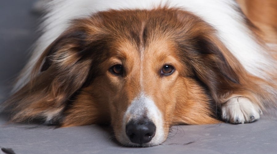 Brown and White Dog Lying on the Ground