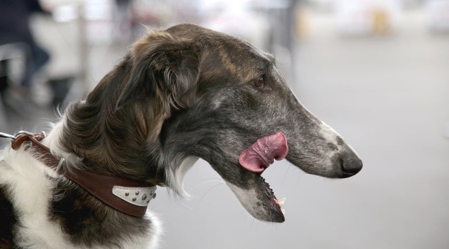Brown and White Dog Profile Licking Lips