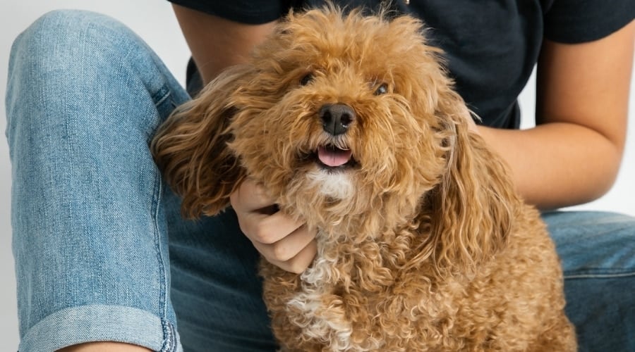 Brown and White Dog With Curly Hair Being Pet by a Human