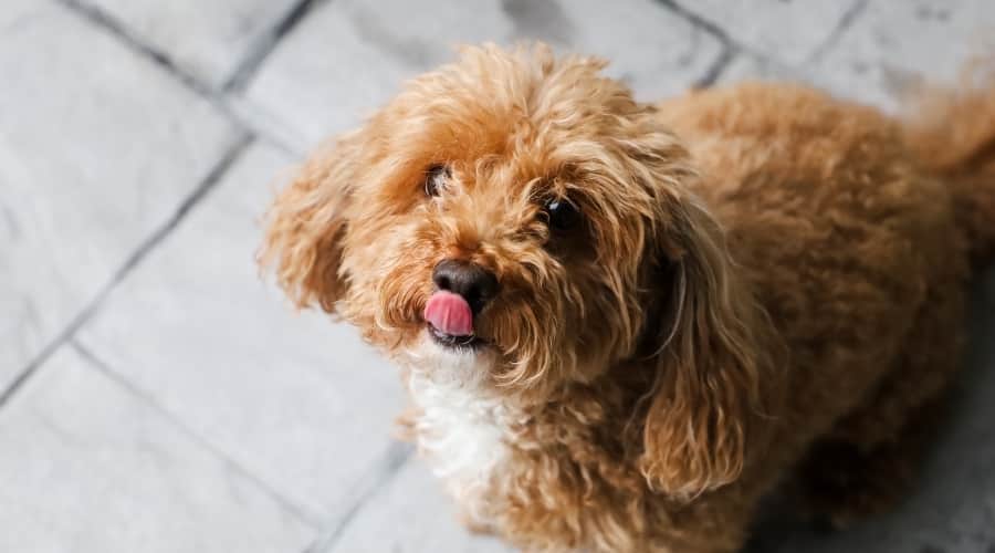 Brown and White Dog With Curly Hair Licking It's Lips