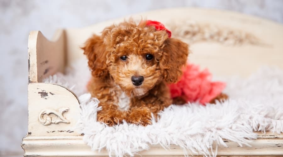 Brown and White Dog With Curly Hair Posing