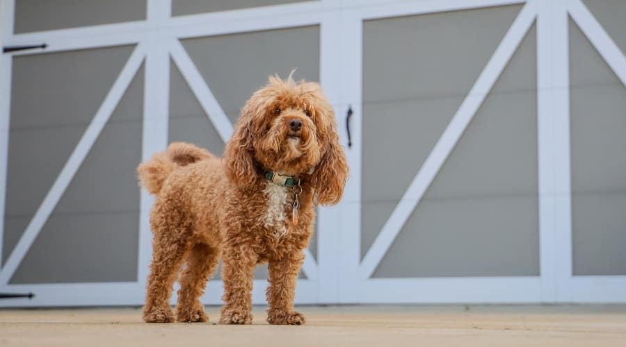 Brown and White Dog With Curly Hair Standing on Front of a Garage