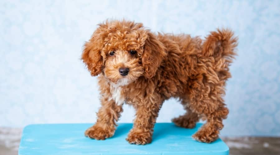 Brown and White Dog With Curly Hair Standing on a Blue Table