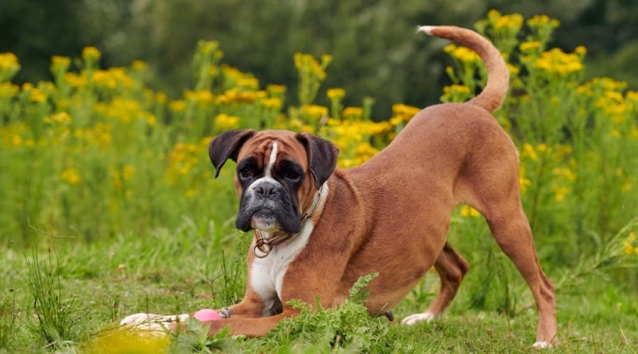 Brown and White Dog by Yellow Flowers